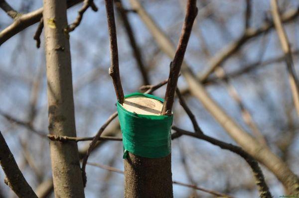 การปักชำเพื่อการต่อกิ่ง