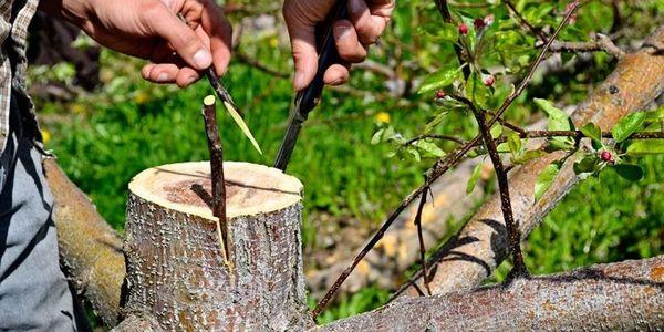 การผ่าตัดปลูกถ่าย