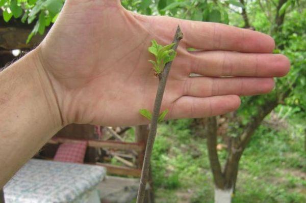 กิ่งต้นแอปเปิ้ล