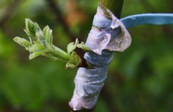 การฉีดวัคซีนป้องกันโรคไต