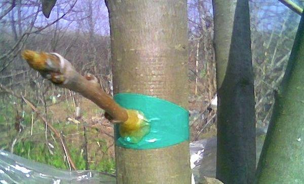 การต่อกิ่งพลัม