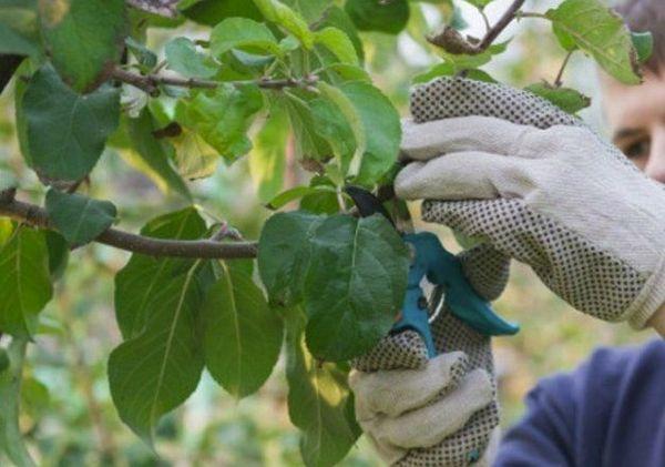 การดูแลต้นแอปเปิ้ล