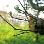 การต่อกิ่งในฤดูใบไม้ผลิ