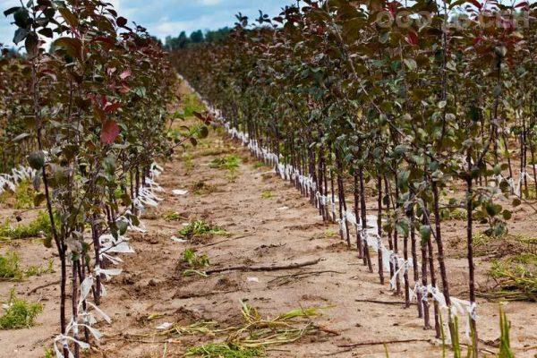 ต้นแอปเปิ้ลในพื้นที่โล่ง