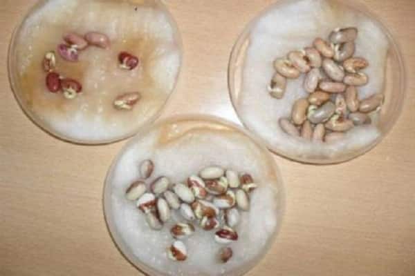 การแช่ในแผ่นดิสก์