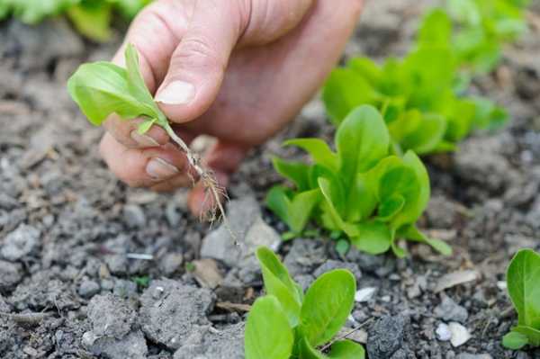 การดูแลชิโครี