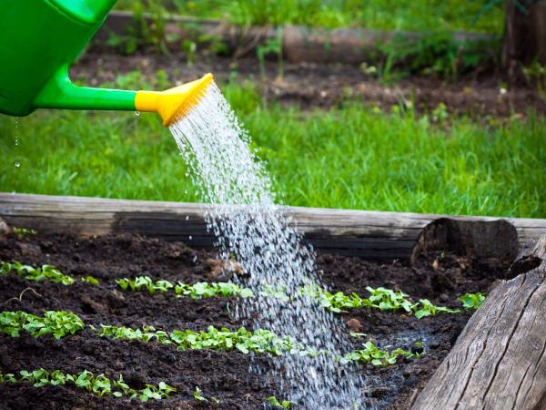 arroser les haricots