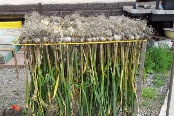 การอบแห้งกระเทียม