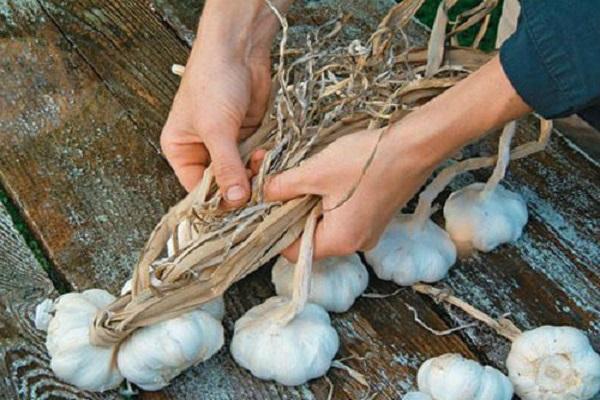 กระเทียมและมือ