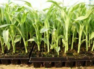 กฎและระเบียบการปลูกข้าวโพด วิธีการปลูกและเตรียมเมล็ดพันธุ์