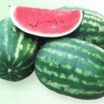 แตงโม Erken F1