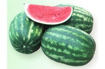 แตงโม Erken F1