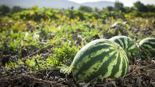 แตงโมที่กำลังเติบโต