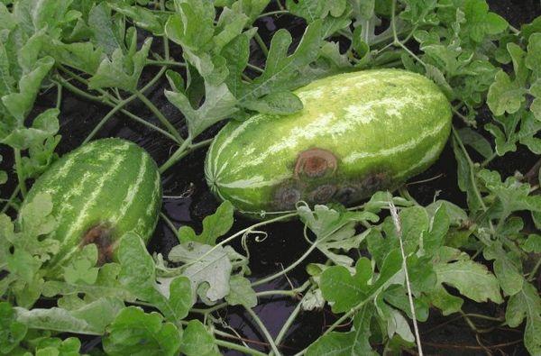 โรคแอนแทรคโนสในแตงโม