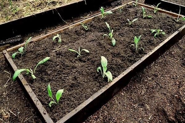 อาติโช๊คที่เดชา