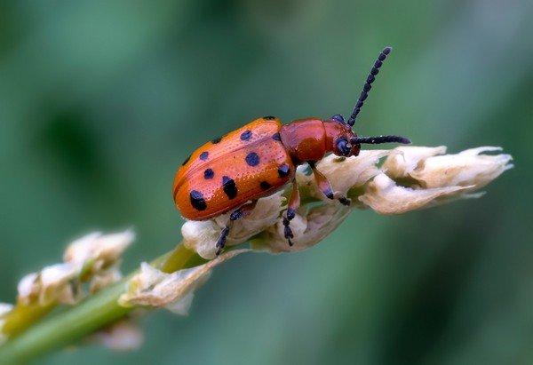 ด้วงใบไม้