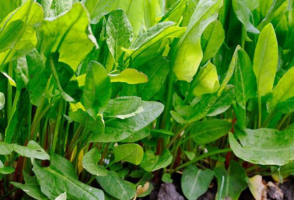 ใบหญ้าเปรี้ยว