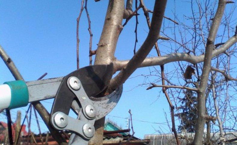 การตัดแต่งกิ่งไม้