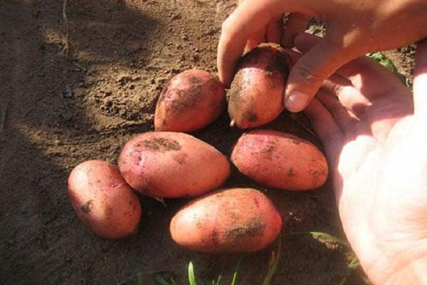 มันฝรั่งจากสวน