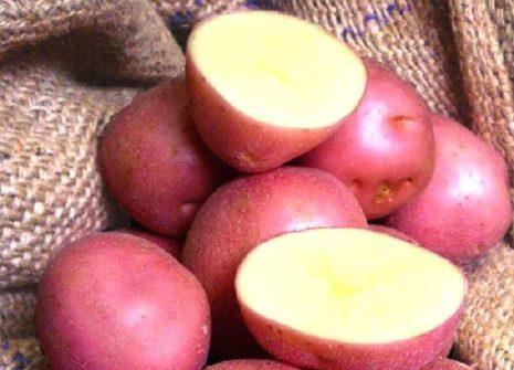 มันฝรั่งคาเมนสกี้