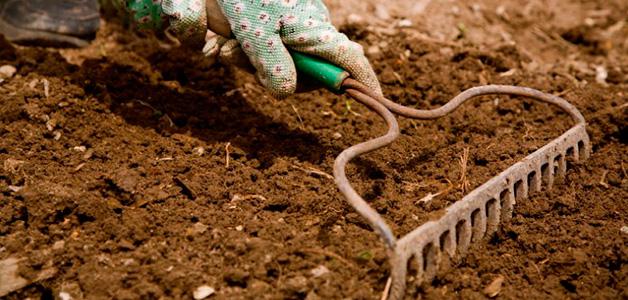 การกำจัดวัชพืชในแปลงสวน