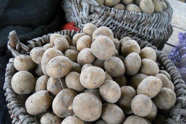 เก็บเกี่ยว