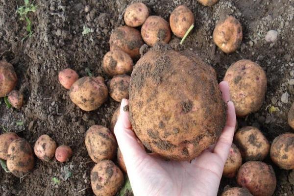 récolte de pommes de terre aux yeux bleus