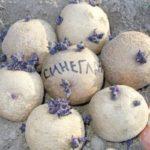 การเก็บเกี่ยวมันฝรั่งตาสีฟ้า