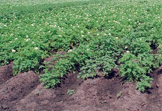 การพรวนดินมันฝรั่ง