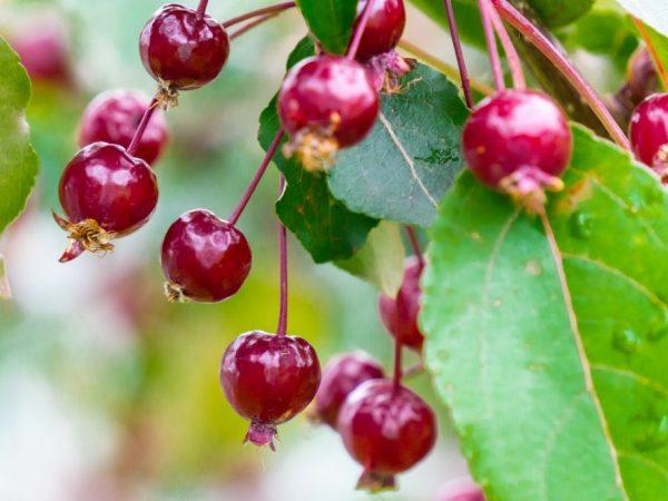 พันธุ์น้ำผึ้ง