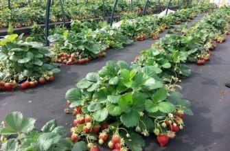 สตรอเบอร์รี่ในพื้นที่โล่ง