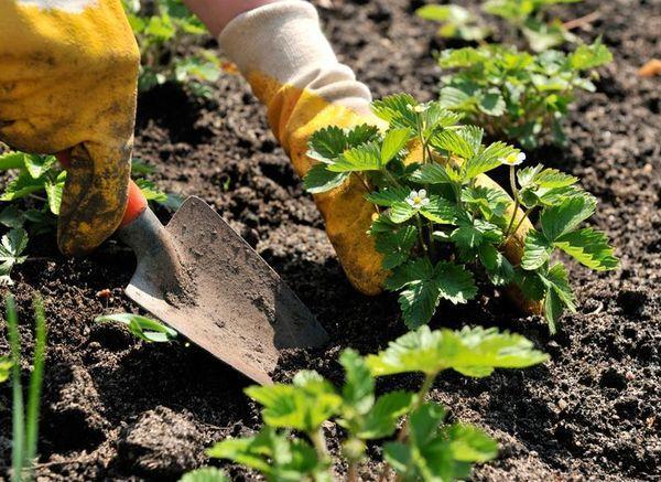 คนสวนปลูกสตรอเบอร์รี่