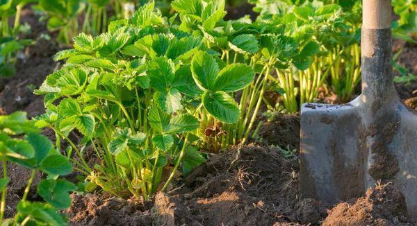 ขั้นตอนการปลูกสตรอเบอร์รี่