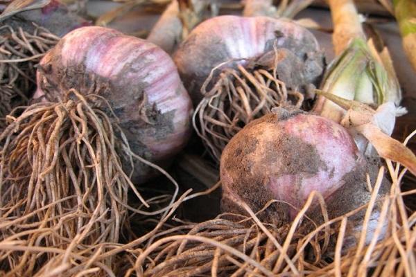 การเก็บเกี่ยวกระเทียม