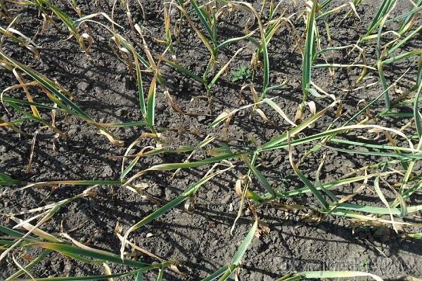 กระเทียมเยอะมาก