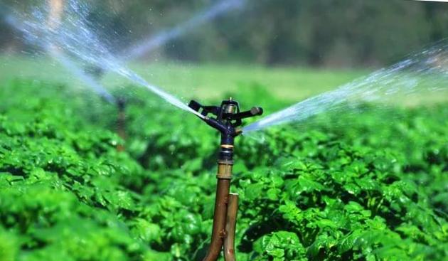 การรดน้ำมันฝรั่ง