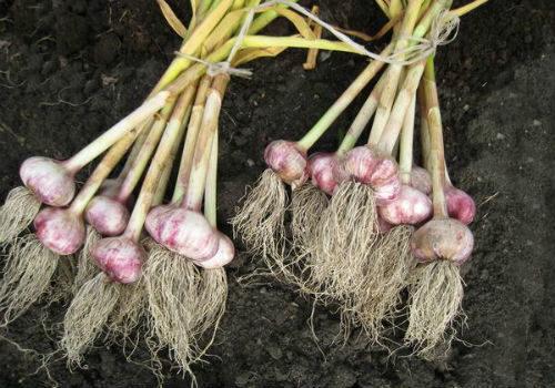 กระเทียมเยอะมาก