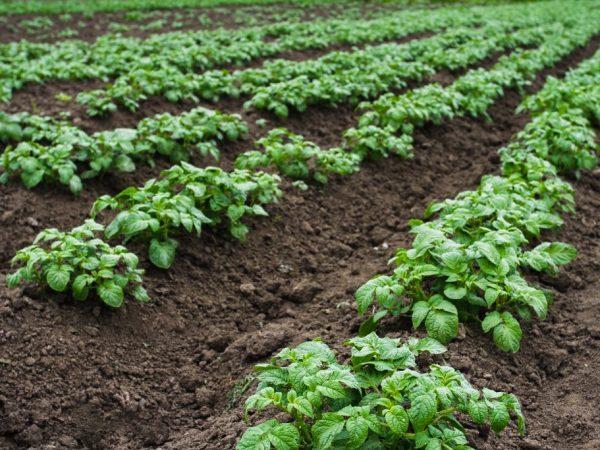 การยกเนินของเตียงขึ้น