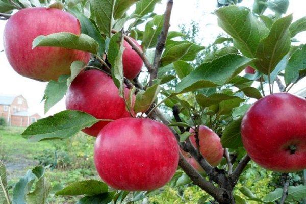 แอปเปิ้ลสีแดง