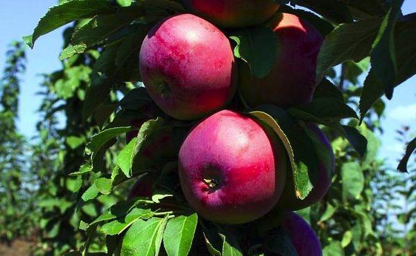 สร้อยคอมอสโก