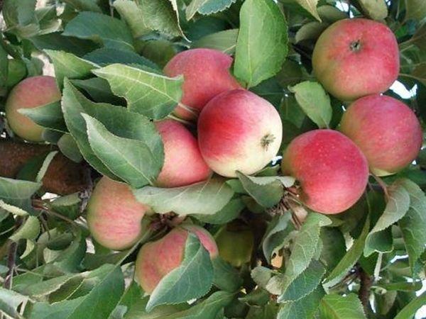 ต้นแอปเปิ้ลทรงเสา