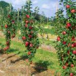 ต้นกล้าในสวน