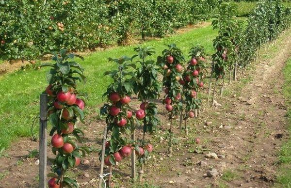 พันธุ์ต้นแอปเปิ้ล