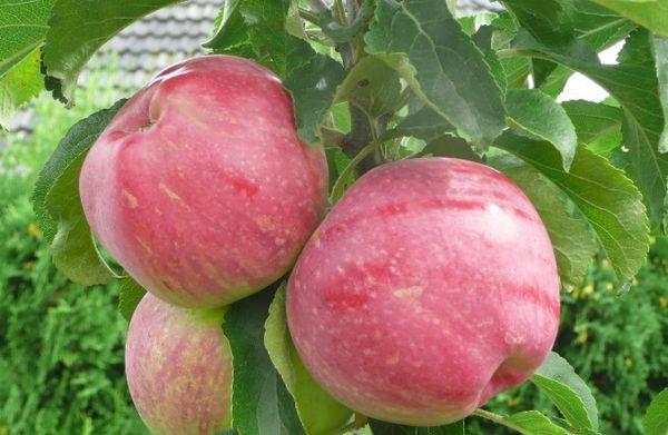 แอปเปิ้ลสุก