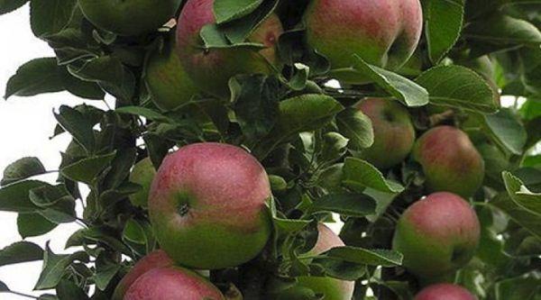 ต้นแอปเปิ้ล Triumph