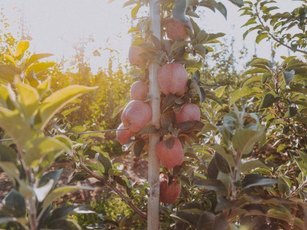 แคนดี้ซัมเมอร์