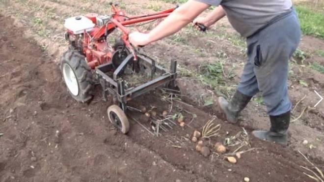 déterrer des pommes de terre