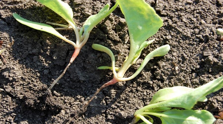 การตายของหัวบีท