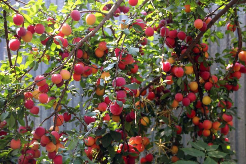 พลัมเชอร์รี่คูบัน