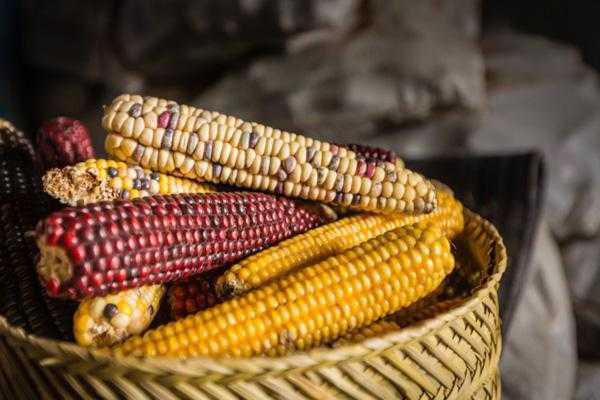 ข้าวโพดจำนวนมาก